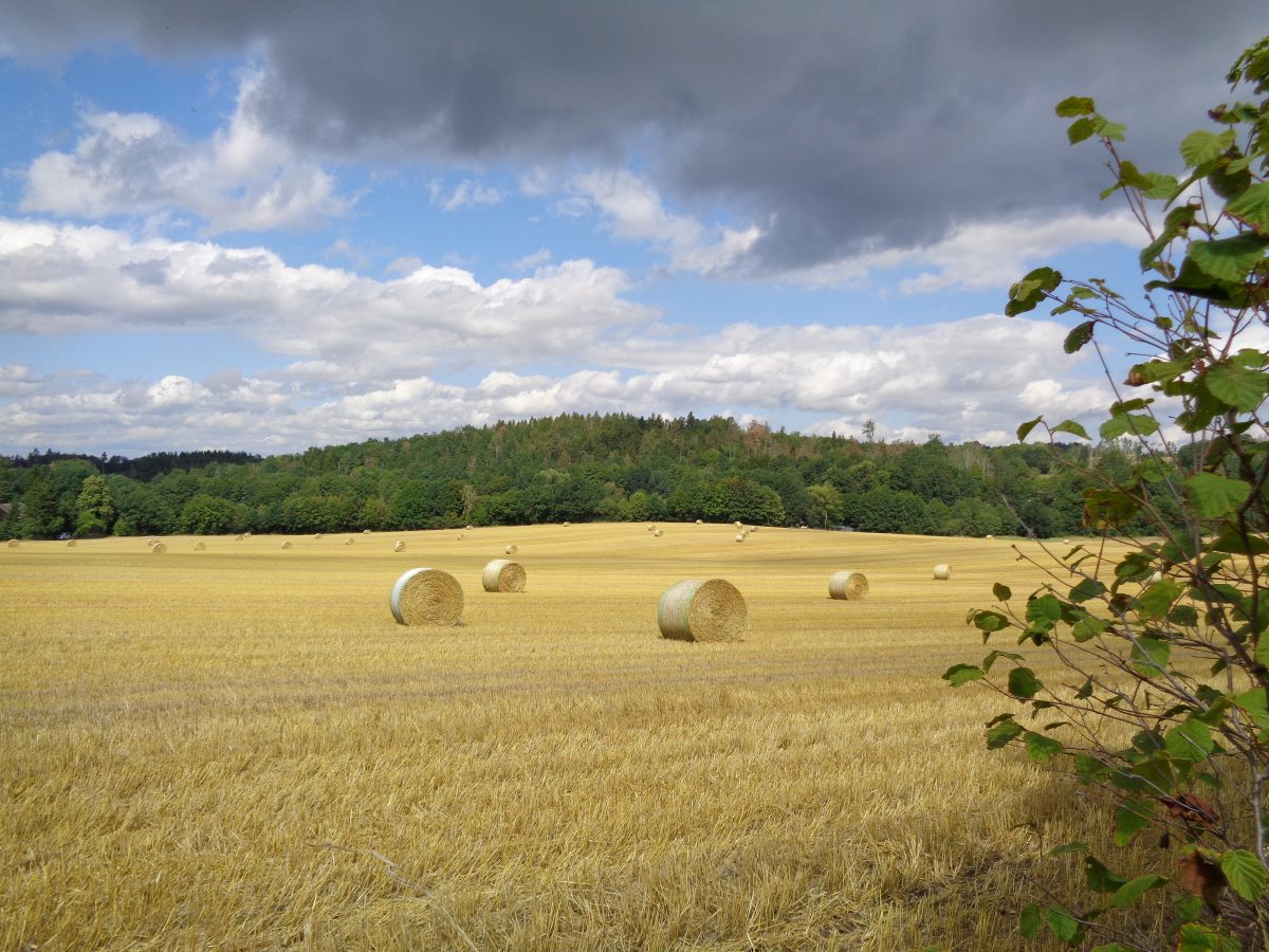 EU-Agrarpolitik nach 2020: Geld mit Gemeinwohlleistungen verdienen, anstatt durch Landbesitz