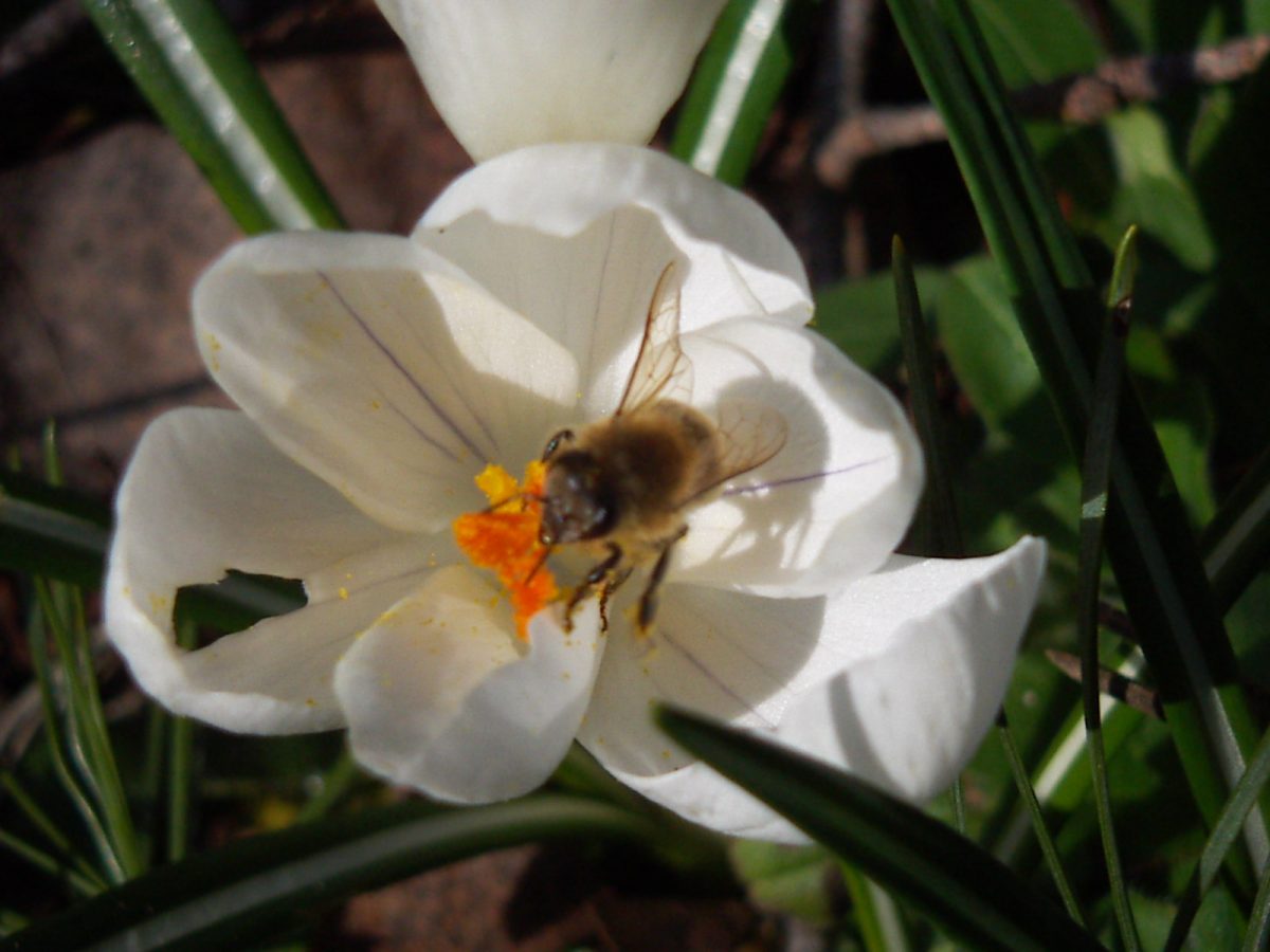 Bienen und Bauern retten