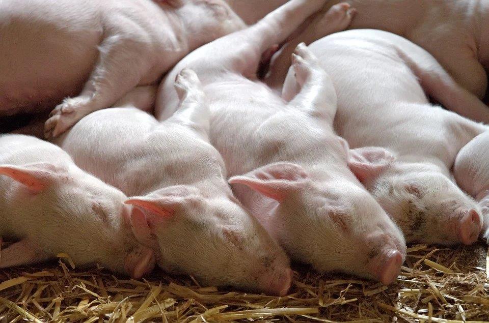6500 Tonnen Antibiotika werden jährlich EU-weit in der Tiermast eingesetzt