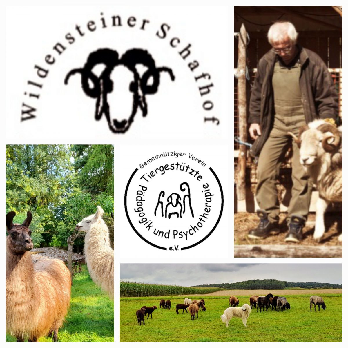 Neue Erfahrungen gewinnen auf dem Wildensteiner Schafhof