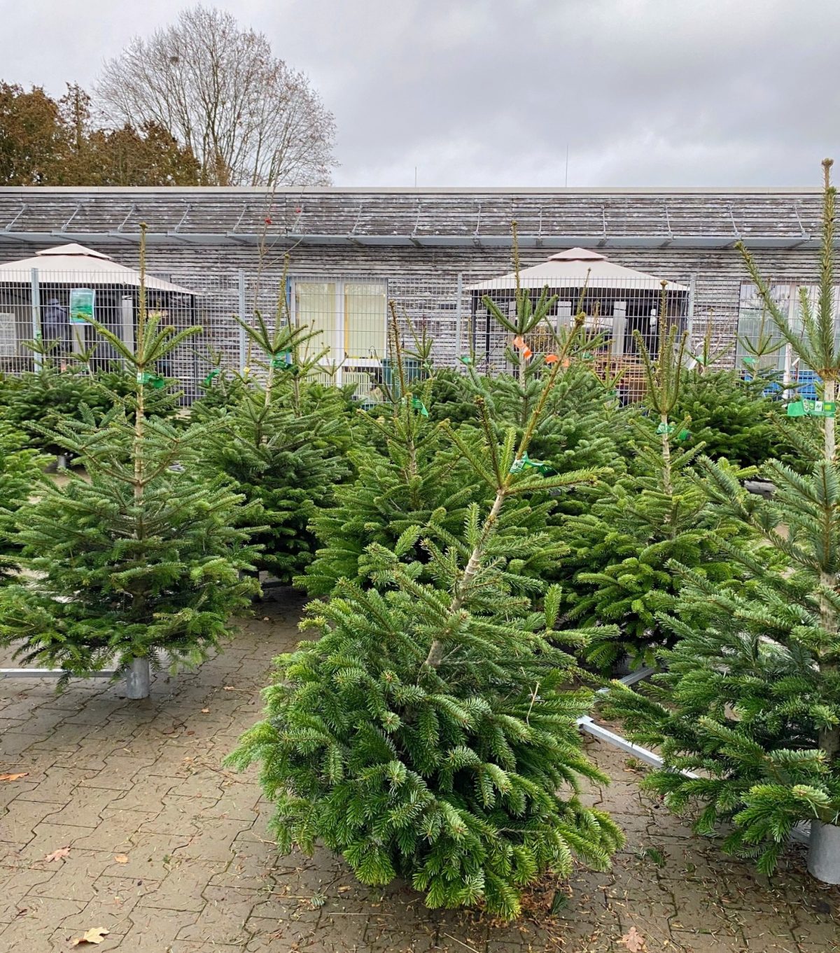 Bio-Weihnachtsbäume